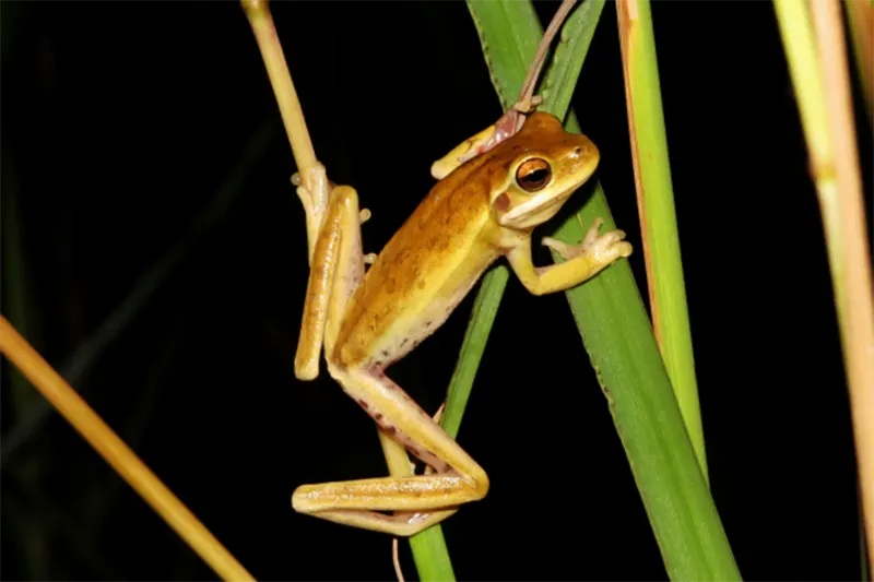 anfibios